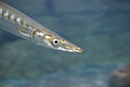 Bernhard Saalfeld - DSC03821.JPG