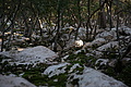 Bernhard Saalfeld - DSC04336.JPG