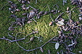 Bernhard Saalfeld - DSC04359.JPG