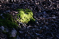 Bernhard Saalfeld - DSC04369.JPG