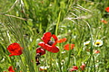 Bernhard Saalfeld - DSC04429.JPG