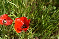 Bernhard Saalfeld - DSC04430.JPG