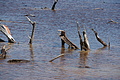 Bernhard Saalfeld - DSC04451.JPG