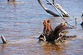 Bernhard Saalfeld - DSC04454.JPG
