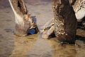 Bernhard Saalfeld - DSC04458.JPG