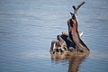 Bernhard Saalfeld - DSC04462.JPG
