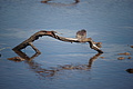 Bernhard Saalfeld - DSC04463.JPG