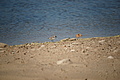 Bernhard Saalfeld - DSC04467.JPG
