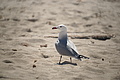 Bernhard Saalfeld - DSC04487.JPG