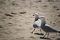 Bernhard Saalfeld - DSC04488.JPG