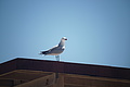 Bernhard Saalfeld - DSC04490.JPG